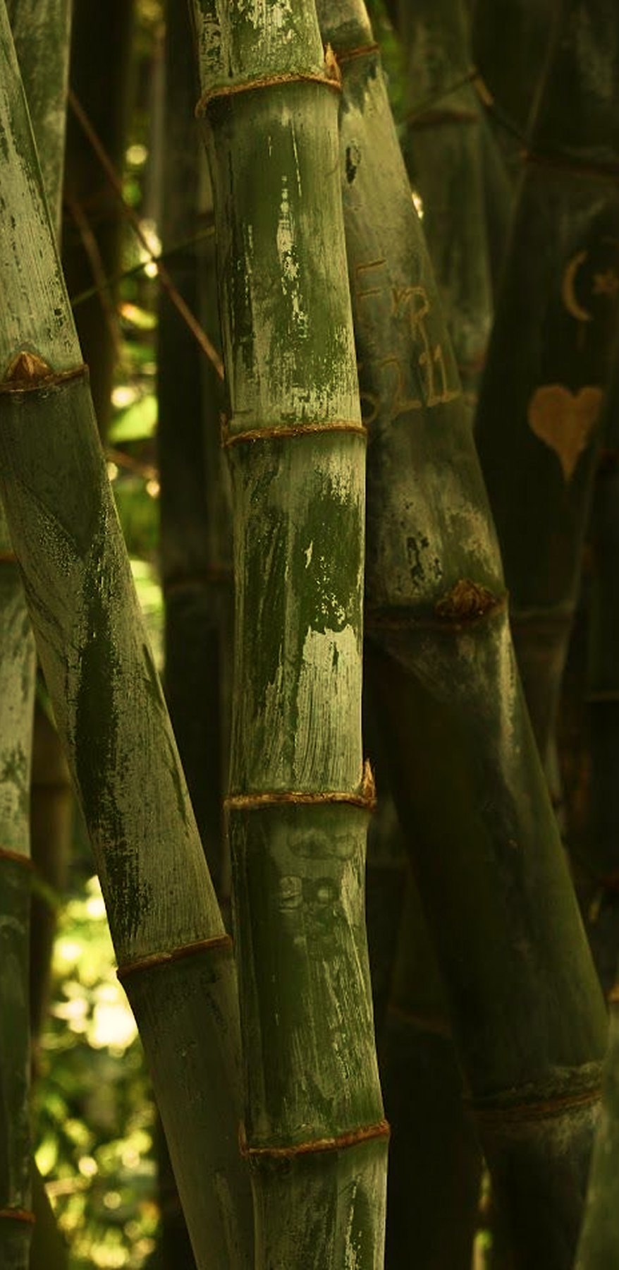 bamboo-sustain-thumbnail