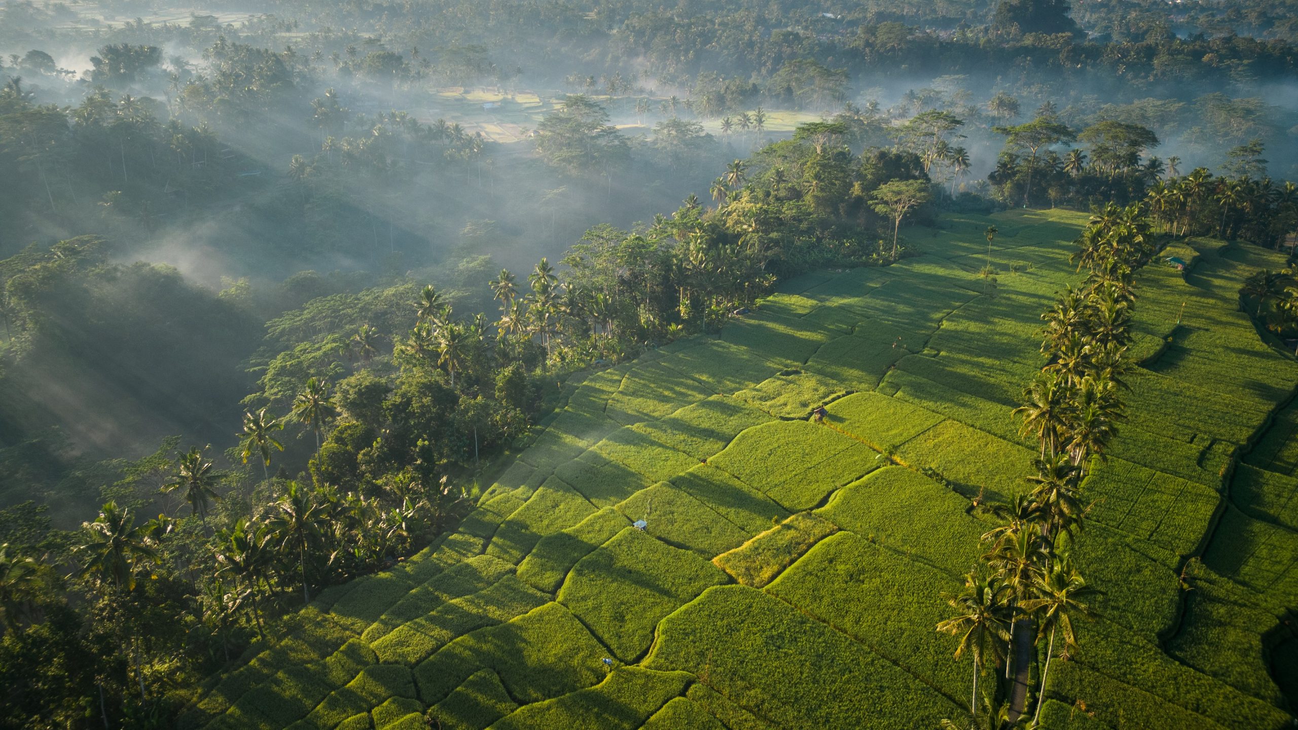 sawah